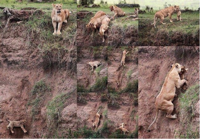 lioness save cub