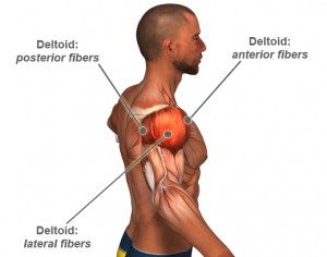 shoulder-muscles
